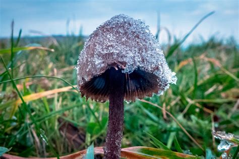 Magoc mushroom isaac